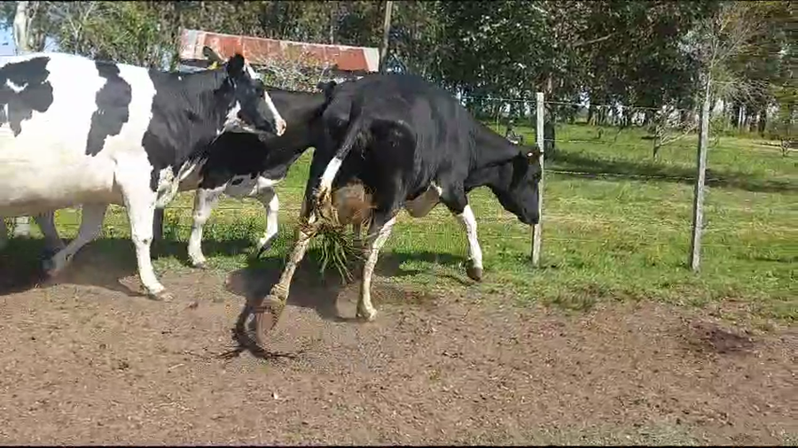 Lote (Vendido)3 Vacas de Invernada a remate en Remate por pantalla de la Exposición de San José 480kg -  en Rodriguez