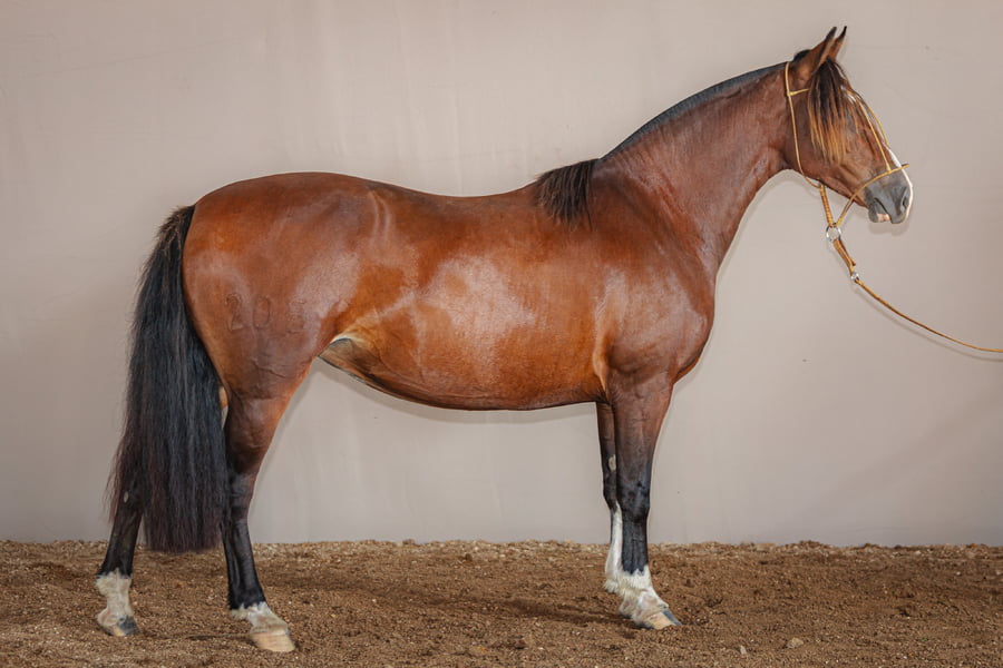 Lote Rincon Porteña - Cabaña La Higuera