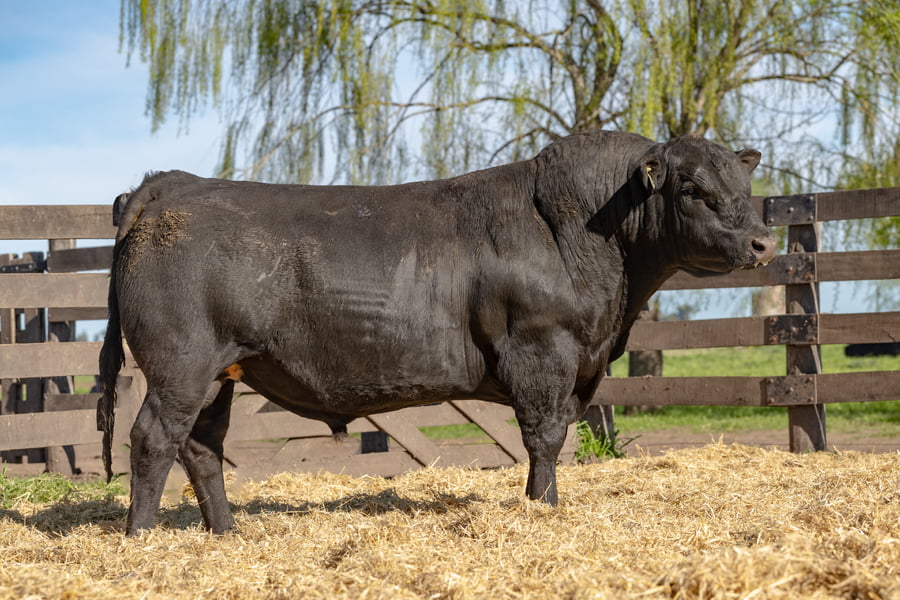 Lote Toro PC
