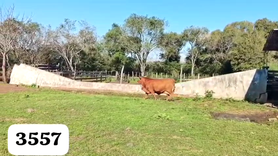 Lote Vaquillas Cabaña "Doña magda"