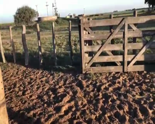 Lote 42 Vacas nuevas en La Pampa, Trenel