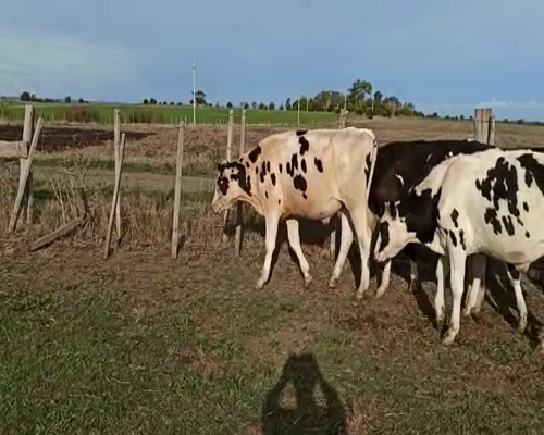 Lote NOVILLOS HOLANDO