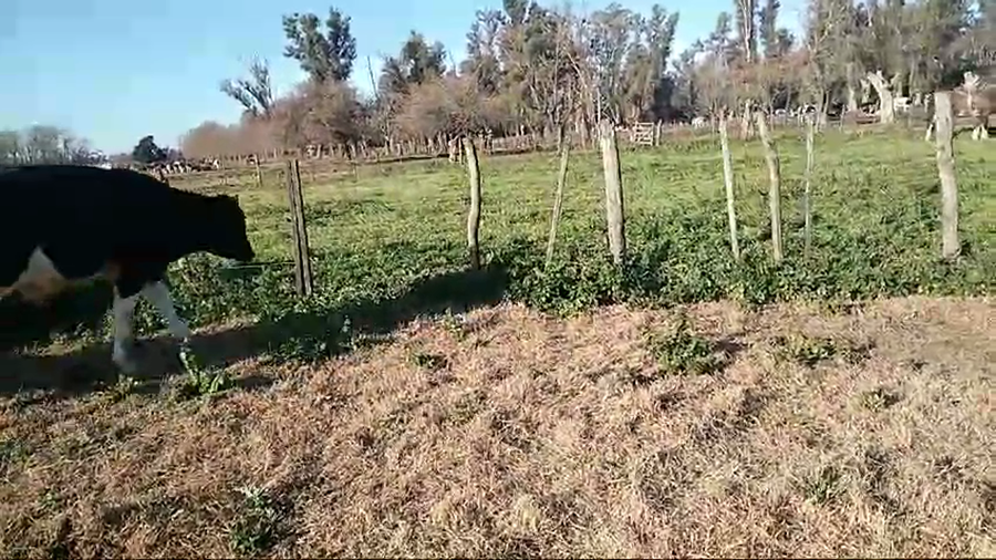 Lote 20 Terneros en Luján, Buenos Aires