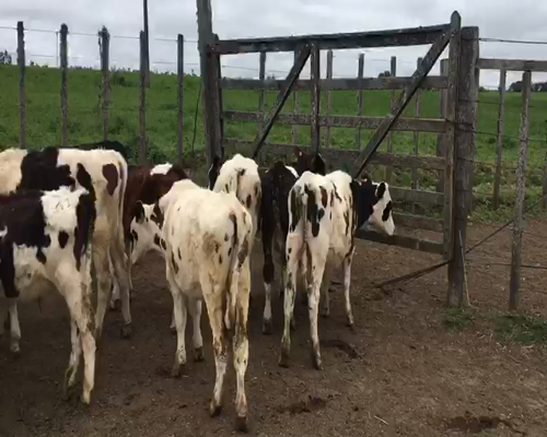 Lote 38 Terneros a remate en Feria por pantalla, San José