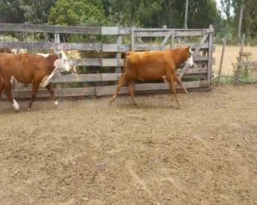 Lote (Vendido)23 Vaquillonas y Vacas HERE ANGUS Y CARETA  a remate en 2da Pantalla ENTRE MARTILLOS 190kg -  en ECILDA PAULIER