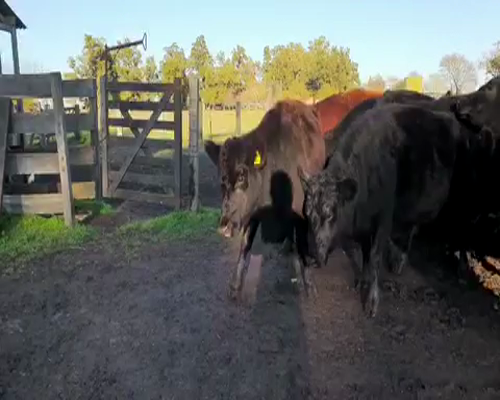 Lote 33 Vacas PREÑADAS medio uso en Tapalqué, Buenos Aires