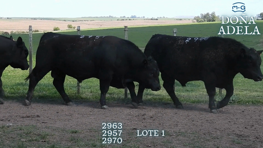 Lote TOROS ABERDEEN ANGUS