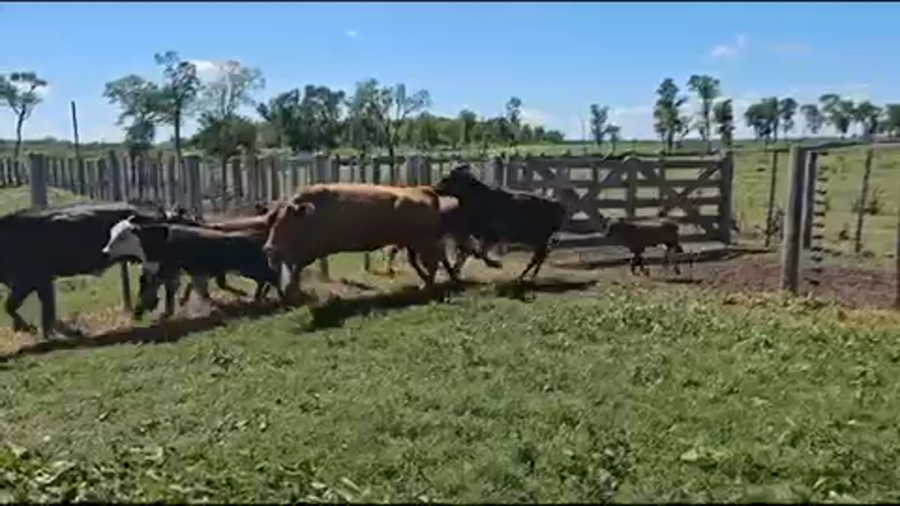 Lote 50 Vacas nuevas C/ cria en Pirané, Formosa