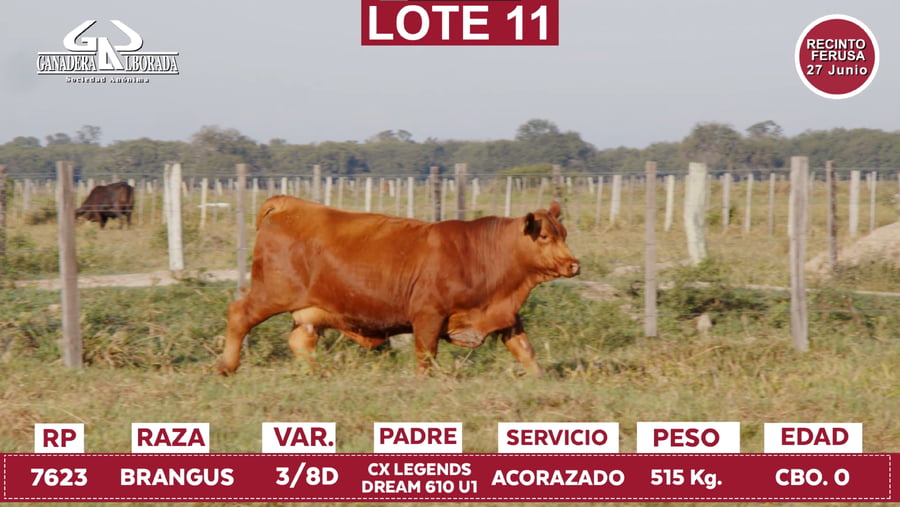 Lote Reproductores de Alborada - Lote 11