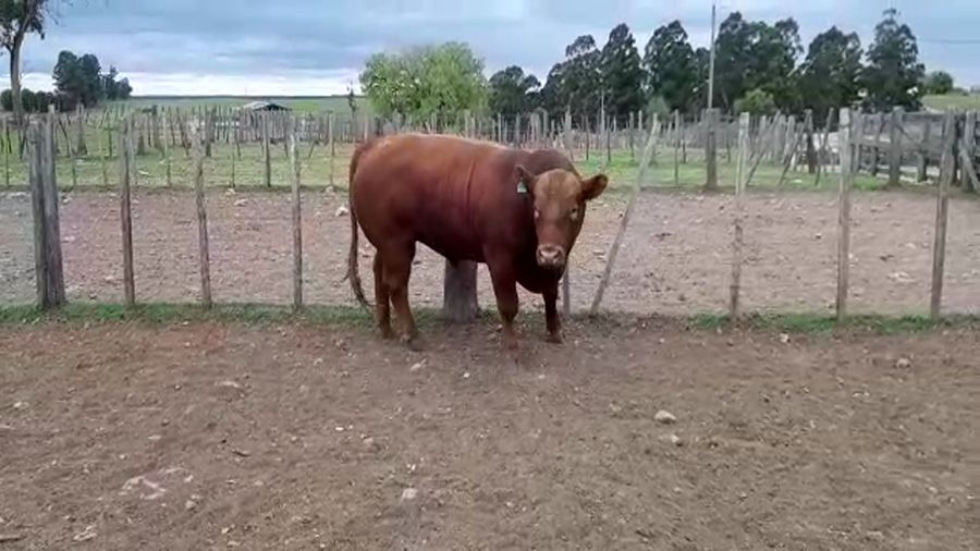 Lote La Colorada de Morixe