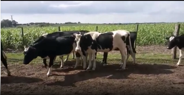 Lote 7 Vaquillonas en San José