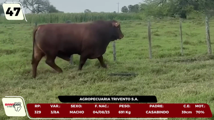 Lote LOTE 47 - CAMPO