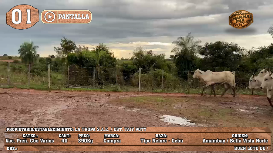 Lote LOTE 1  - POR PANTALLA