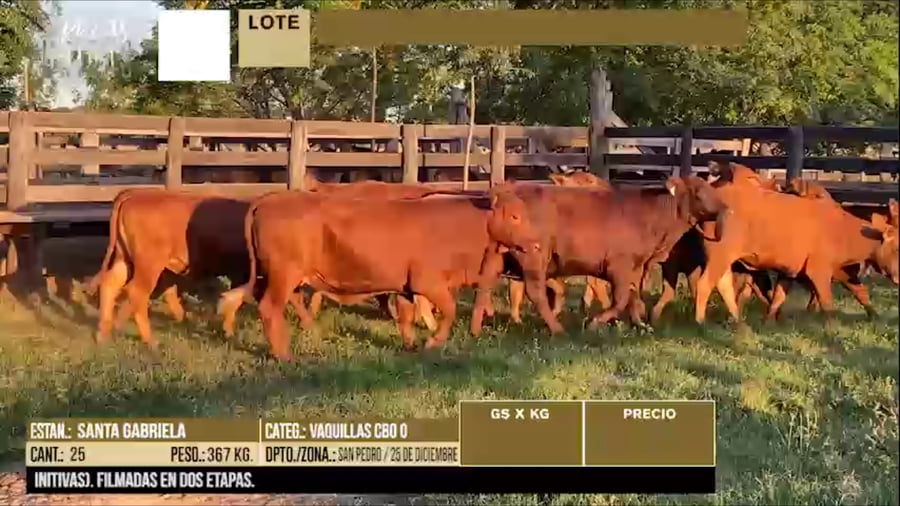 Lote LOTE 42 - 25 VACAS CBO 0