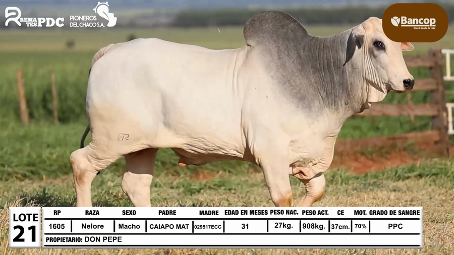 Lote Lote 21