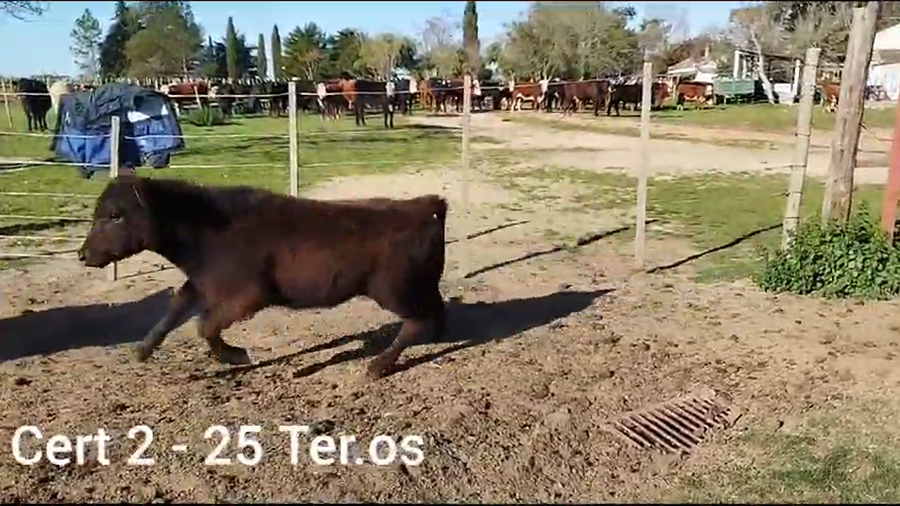 Lote TERNEROS