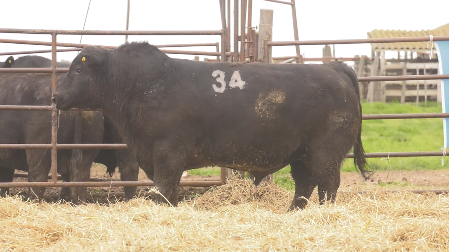 Lote TOROS ANGUS NEGROS  PC