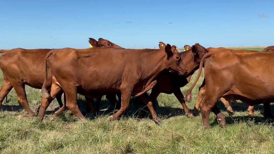 Lote 30 Vacas de invernar