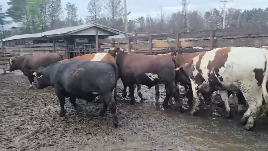 Lote 20 Novillo Gordo en Los Ángeles, VIII Región Biobío