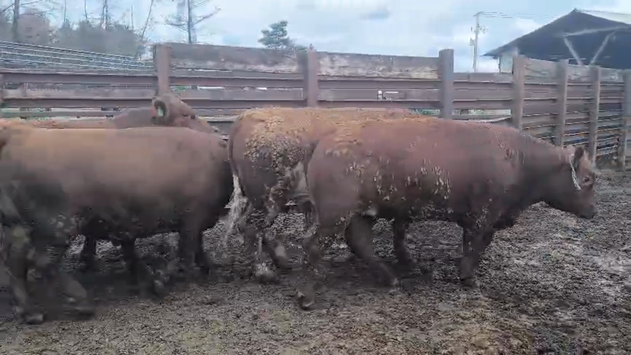 Lote 20 Novillo Gordo en Los Ángeles, VIII Región Biobío