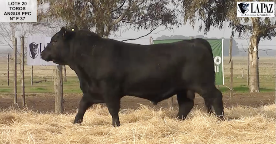 Lote TOROS PUROS POR CRUZA