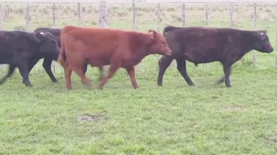 Lote 100 TERNS MACHOS, RAUCH, PCIA. DE BS. AS.