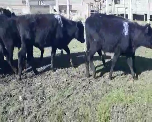 Lote 12 Terneros ANGUS a remate en Pantalla Camy 140 - 155kg - , San José