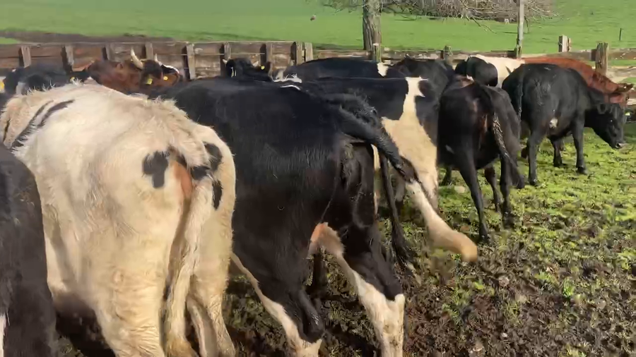 Lote 34 Vaquilla Gorda en X Región Los Lagos, Puyehue