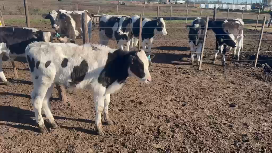 Lote 33 Terneros Holando en Seeber, Córdoba