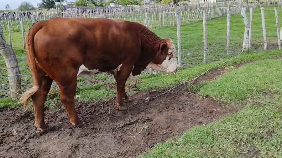 Lote Toros a remate en Pantalla Camy 600kg - , San José