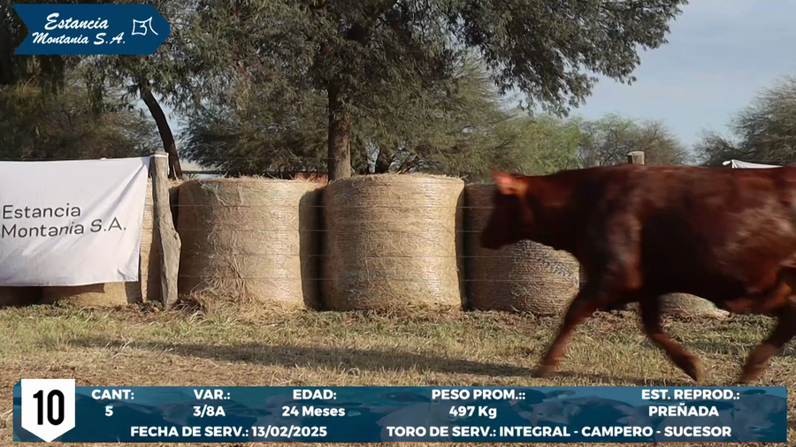 Lote LOTE 10