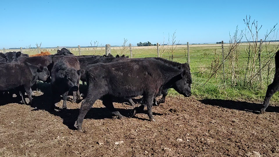 Lote 26 Novillitos en Olavarría