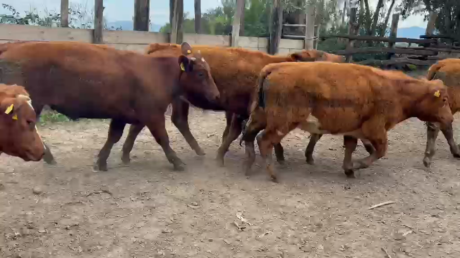 Lote 20 Novillo Engorda en Melipilla, Región Metropolitana