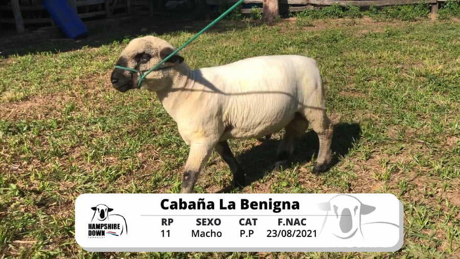 Lote LOTE 5 BOZAL - RP 11