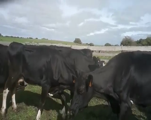 Lote 8 Vacas de Invernada HOLANDO a remate en Pantalla Aniversario 580kg - , San José