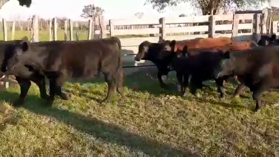 Lote 75 Terneros/as en Villaguay, Entre Ríos