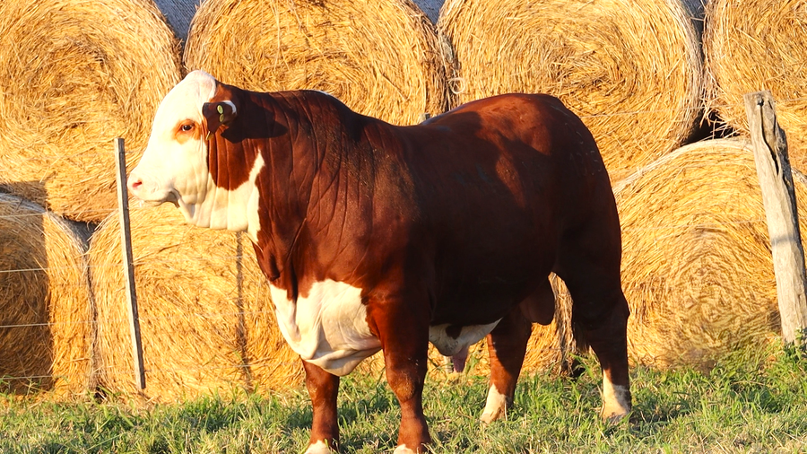 Lote LOTE 45