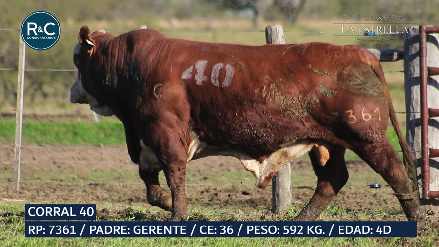 Lote Toro Braford