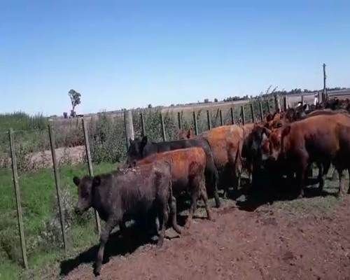 Lote 51 Terneros/as en Pehuajó, Buenos Aires