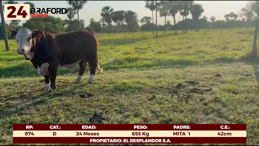 Lote LOTE 24 - TOROS DE CAMPO