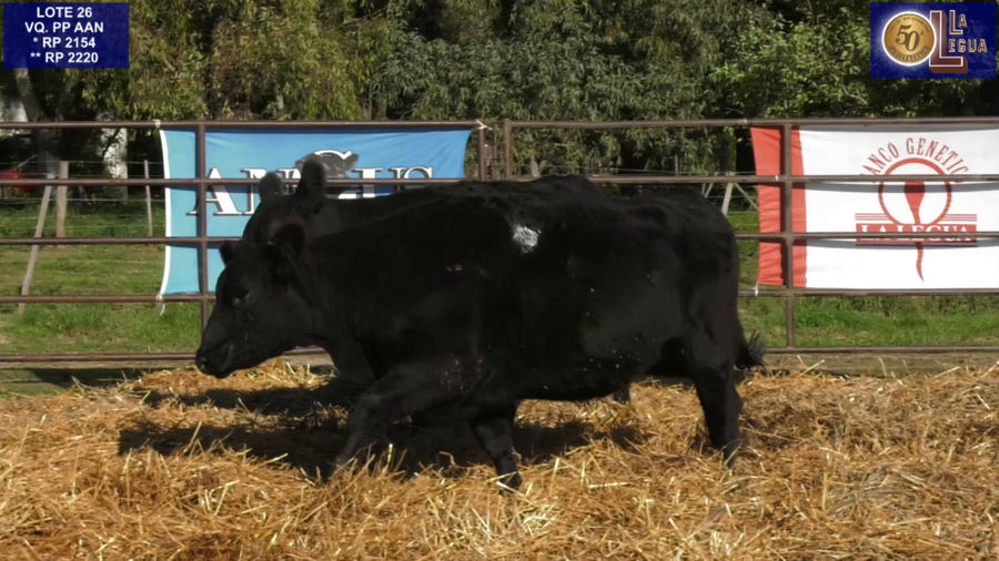 Lote VAQUILLONAS ANGUS  PP