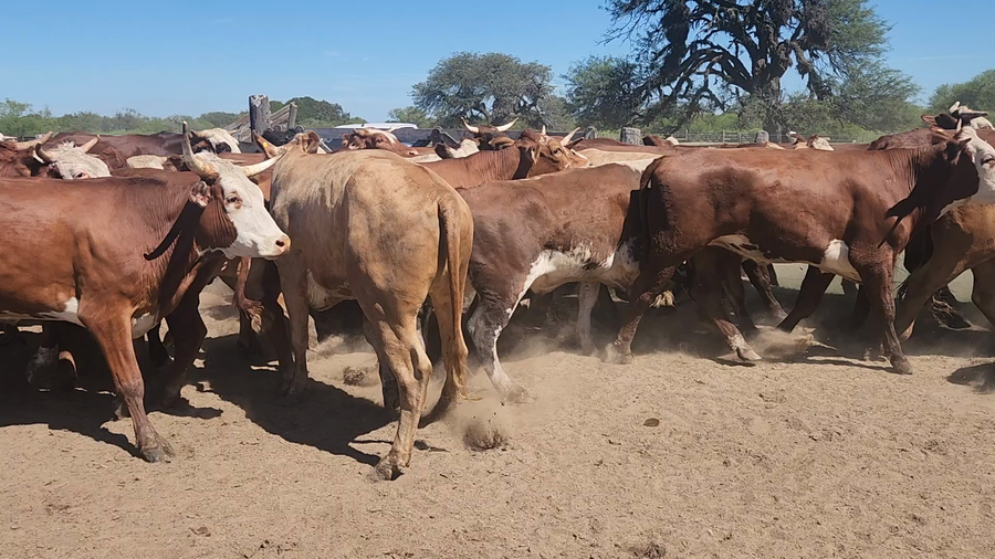 Lote 70 Novillos en Esquina, Corrientes