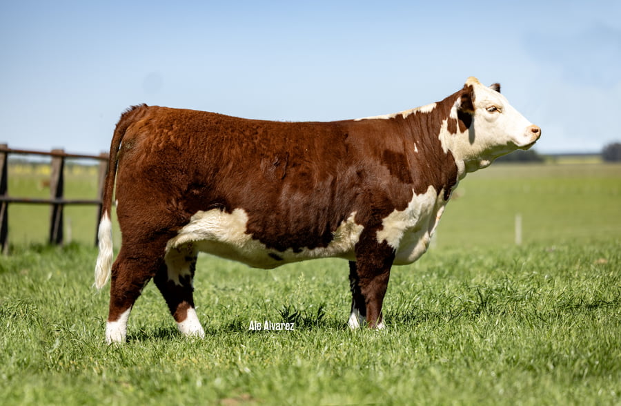 Lote Eleccion 50% Macho/Hembra