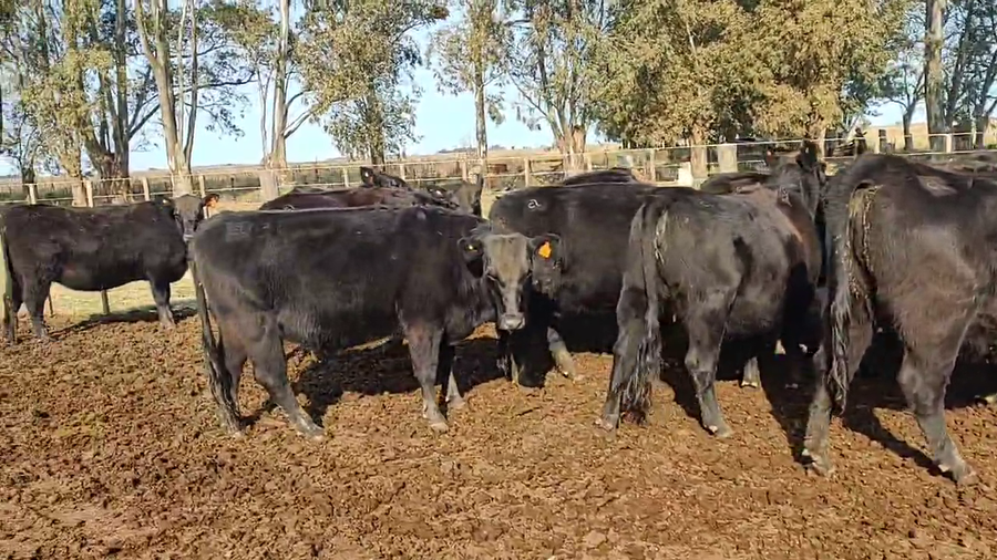 Lote Vaquillonas PC  "Udalem" de Eduardo Alem