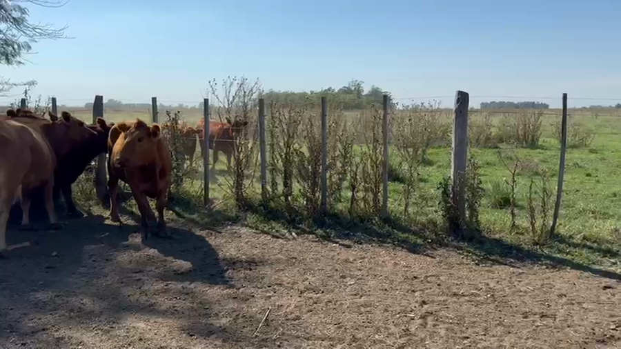 Lote 49 Vacas medio uso C/ gtia de preñez