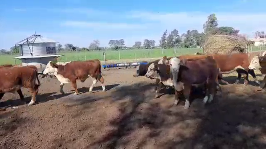 Lote 29 Terneros en Santa Fe, Sunchales