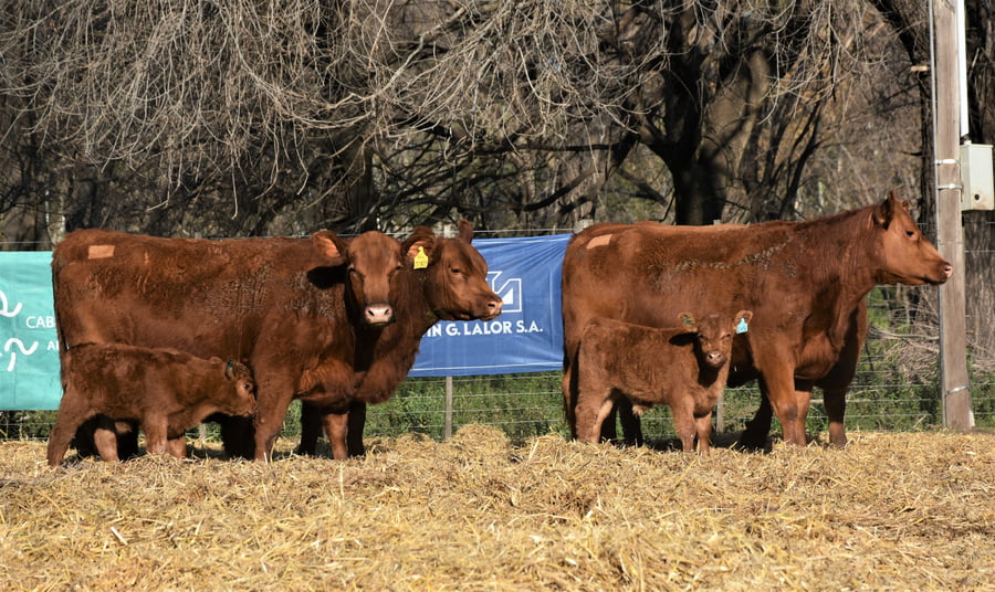 Lote "Cabaña ""La Marianita"" Vacas 1ra paricion primavera PC"