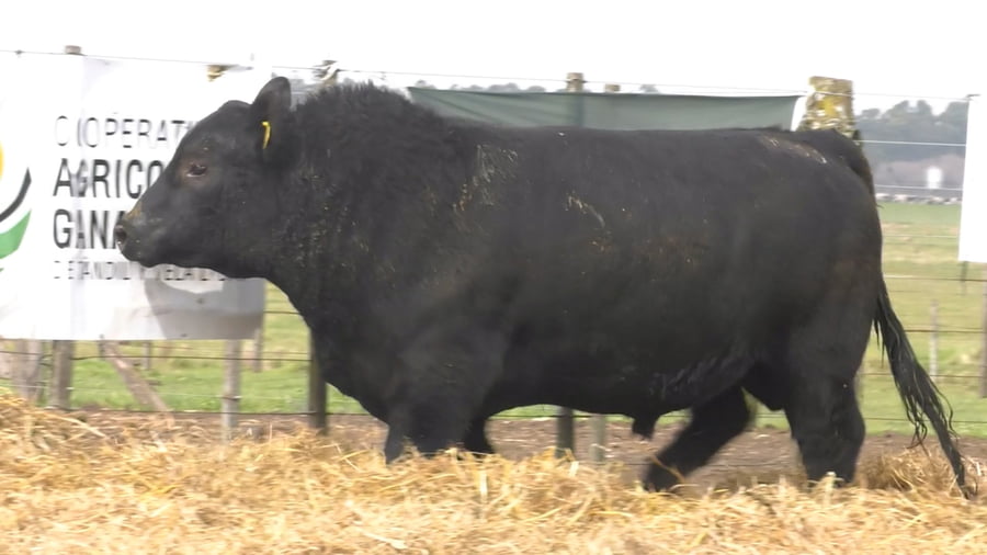 Lote TOROS PUROS POR CRUZA