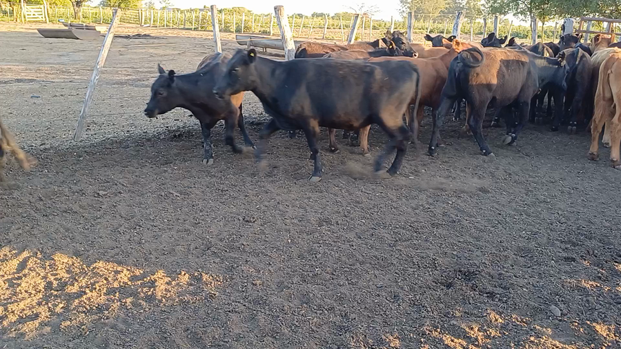 Lote 68 Terneras en Villaguay, Entre Ríos