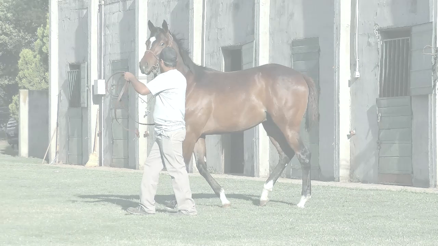 Lote EL VALIDADO (LENOVO -  VALIDACION)